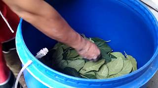 How to make liquid NPK fertilizer,element N from jackfruit leaf material