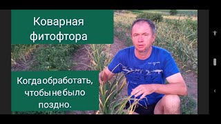 Как защитить томаты от фитофторы.