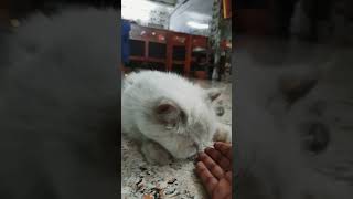 ayo paavam kutty #love #cat #shorts #youtubeshorts