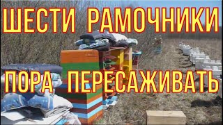 Наши шести рамочники. Пора пересаживать пчёл.