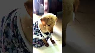 dog funny video