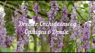 Dreiser Orchideenweg   Орхидеи в Драйс