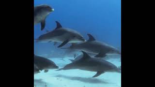 Animals of the Ocean -  Wildlife Scenery, Nature, Ocean