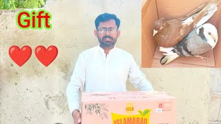 Gift from subscriber | beautiful pigeons gift