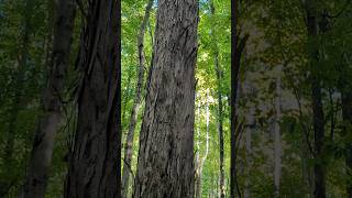 CONFUSING TREE BARK 101 #forest #trees