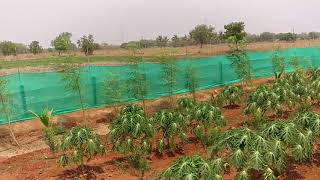 UV Protection Shade net Fencing for pomegranate and papaya farm