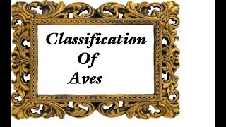 Classification of Aves