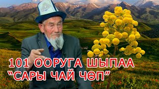 Көл Таңы 10 05 2023 | 101 ооруга шыпаа “САРЫ ЧАЙ ЧӨП”