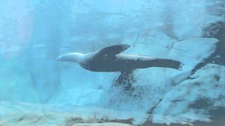 Sea Lion Swimming