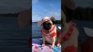 Cute dog familia #shorts #youtubeshorts #trending #viral #tiktok #compilation #2021 #status #dog