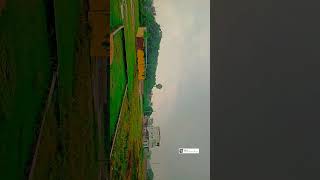 Rain View In My Field #barish #rain #nature #newvideo