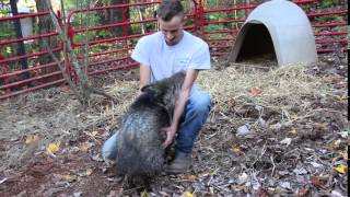 Tyler & Winston Collared Peccary