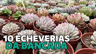 10 ECHEVERIAS DA BANCADA (episódio 1) - IDENTIFICAÇÃO | Greenhouse Suculentas