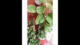 money plant healthy shiny leaves eazy fertilizer#youtube shorts