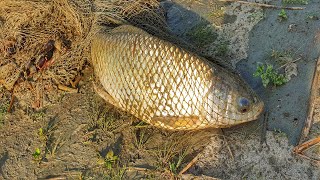 Fishing With A Cast Net|| Traditional Cast Net Fishing In Pond|| Net Fishing Video|| HD