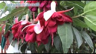 Fascinating Fuchsias