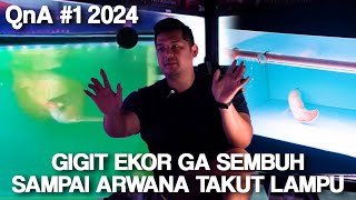 Sungut Arwana Benjol sampai Gigit Ekor - QnA Mike Red #1 2024