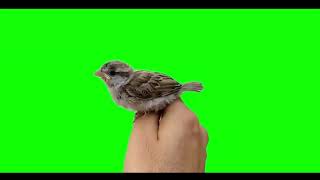 Epic Bird in Hand: Sparrow Green Screen #greenscreen #4kfootage #videoediting