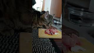 Cat eating expensive Wagyu Beef #cateating #cats #catlover #cute