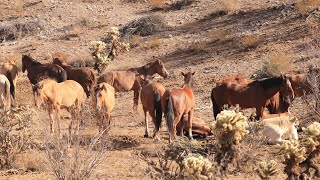 WILD HORSES 🐎 FREE MUSTANGS 🐎 BLOOMING SAGUARO CACTUS 🌵 WESTERN ASMR