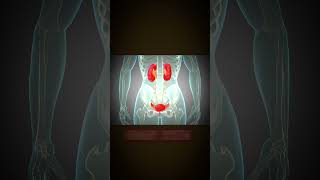 urinary system 3d #short