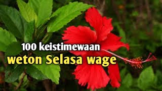 100 keistimewaan weton selasa wage