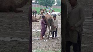 kis ko pasand hai? Camel Milk😱#trending #viral #food #youtubeshorts #youtube #shortvideo #shorts