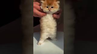 Cutest playful cats. So cute #shorts #cat #cutecat #silly #playful #funny #love #omg #subscribe