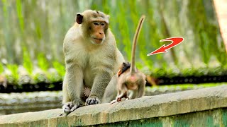 Cute Babies Trying to Be Courageous To Play With Big Monkey Looks Funny