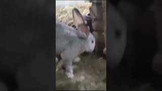 germam giant rabbit #rabbit #petbunny #bunny #cute #animal #youtubeshorts #pet