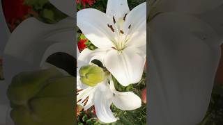 Lilium #shorts #lilium #lily #flowers