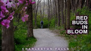 Everything But the Waterfall (almost): Red Buds at Charleston Falls-Kraig Adams Inspired