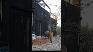 Bobcat investigating. #bobcat #bobcats #trailcam #gamecam