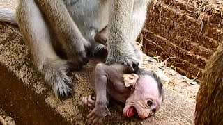 OH NO!! DEEP SAD AND SORROWFUL || POOR BABY MONKEY CRYING TEMPER BECAUSE MUM MISTREATED SO HARD.