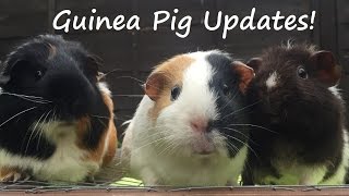 Petal, Sweet Pea & Daffodil | SEPTEMBER 2016 UPDATE