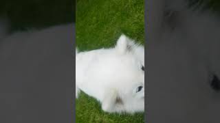 Samojede dog white