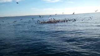 Wild Seagulls attacking  salmon minnows. Diving to see the action.