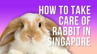 How to take care of rabbit in Singapore