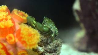 Reef Tank 2: Emerald Crab Close Up Eating Pellet