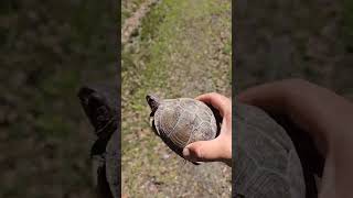 three toed box turtle #herpetology #turtle #roadside #arkansas