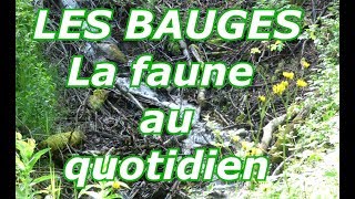 LES BAUGES:"La faune au quotidien"