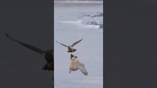 Peregrine Falcon mid air food transfer #birdsofprey #falcon #shorts #nature #subscribe #nature