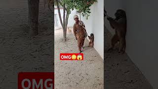 monkey attack😳😱#foryou #viralvideo #monkey