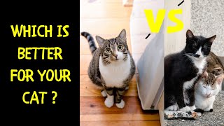 Which is Better for Your Cat | An Indoor Cat or an Outdoor Cat İis Better for Your Cat ?