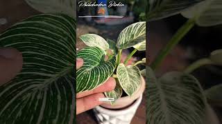 Philodendron Birkin 🌿Best Plant For Small Balconies🍁 #lowcareplant#ornamentalplant#balconygarden