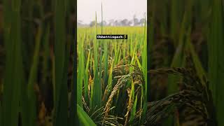 Aisa desh hai mera #song #farming #viralshort #shortvideo #shortsfeed #trending #reels