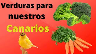 ALIMENTACION SALUDABLE🥦VERDURAS PARA NUESTRAS AVES