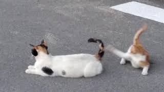 gatito jugando con la cola de su madre