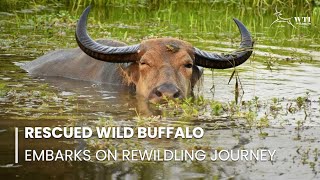 Rescued Wild Buffalo Embarks on a Journey Back to the Wild