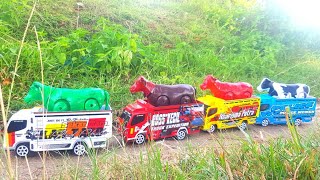 Truk Oleng Angkut Sapi Hijau Sapi Merah Sapi coklat Sapi Belang Sapi joget